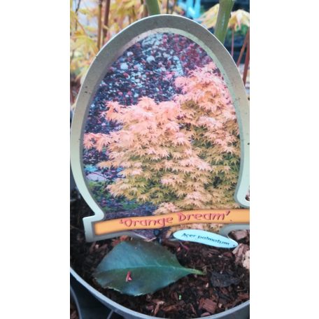 Japán juhar különleges fajták Acer palmatum fajták