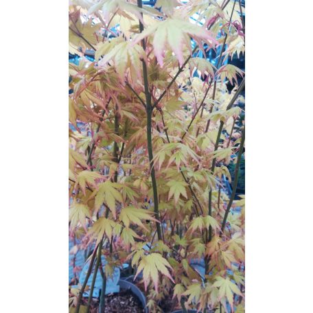 Japán juhar különleges fajták Acer palmatum fajták