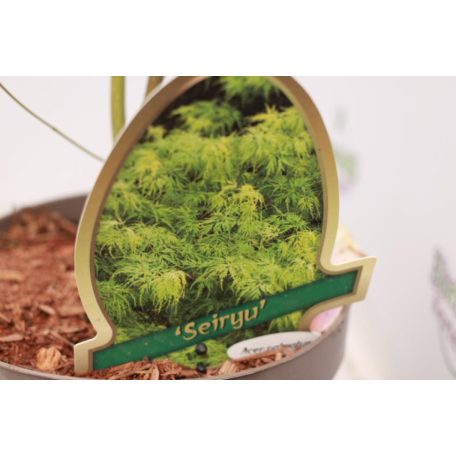 Japán juhar különleges fajták Acer palmatum fajták