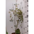 Japán juhar különleges fajták Acer palmatum fajták