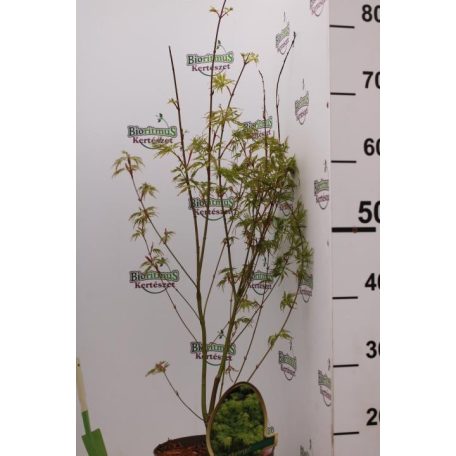 Japán juhar különleges fajták Acer palmatum fajták