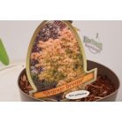 Japán juhar különleges fajták Acer palmatum fajták