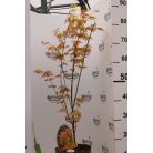 Japán juhar különleges fajták Acer palmatum fajták