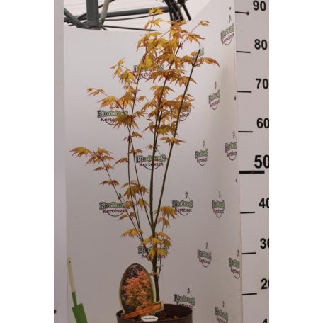 Japán juhar különleges fajták Acer palmatum fajták