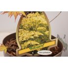 Japán juhar különleges fajták Acer palmatum fajták