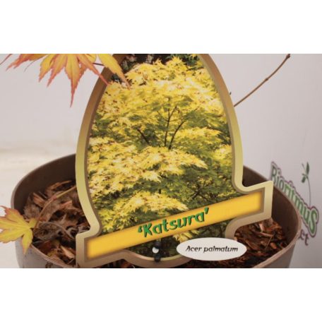 Japán juhar különleges fajták Acer palmatum fajták