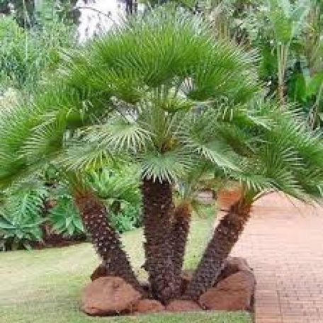 Törpe lószőrpálma Chamaerops humilis