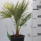 Törpe lószőrpálma Chamaerops humilis