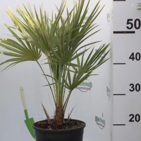 Törpe lószőrpálma Chamaerops humilis