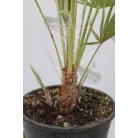 Törpe lószőrpálma Chamaerops humilis