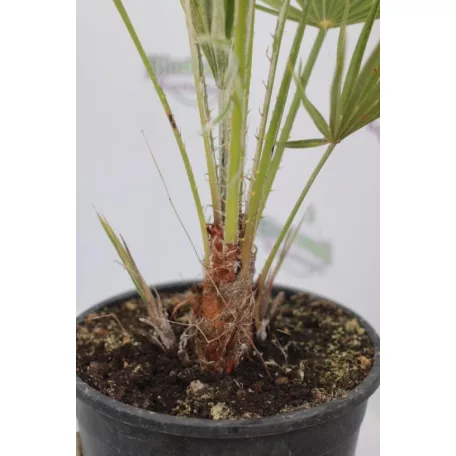 Törpe lószőrpálma Chamaerops humilis