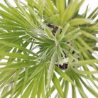Törpe lószőrpálma Chamaerops humilis