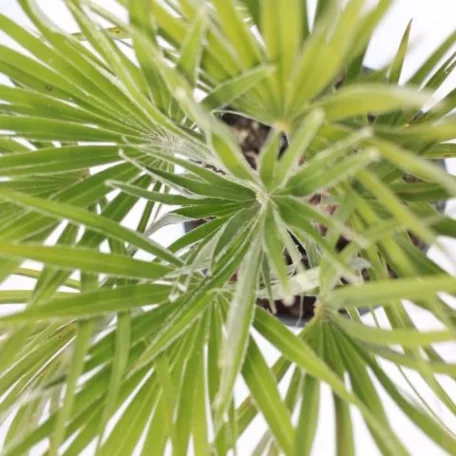 Törpe lószőrpálma Chamaerops humilis
