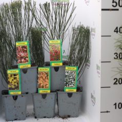 Zanót Cytisus mix