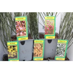 Zanót Cytisus mix