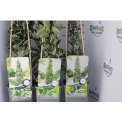 Oszlopos japán kecskerágó Euonymus in cultivars