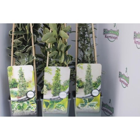 Oszlopos japán kecskerágó Euonymus in cultivars