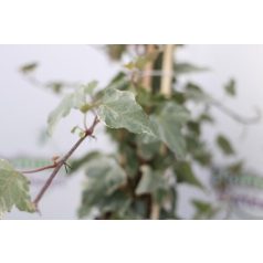 Borostyán Hedera mix