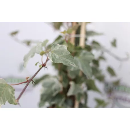 Borostyán Hedera mix