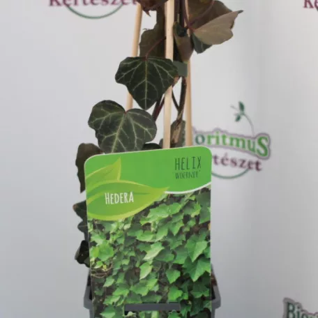 Borostyán Hedera mix