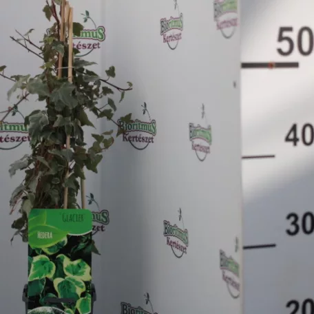 Borostyán Hedera mix