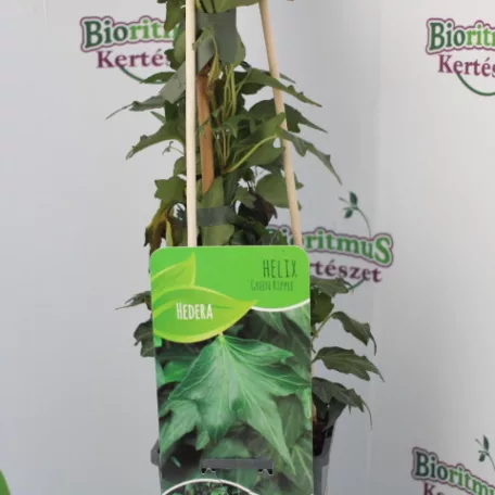 Borostyán Hedera mix