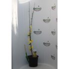 Téli jázmin Jasminum nudiflorum