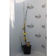 Téli jázmin Jasminum nudiflorum