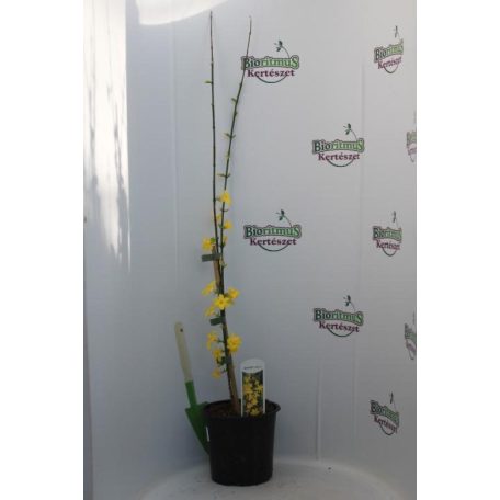Téli jázmin Jasminum nudiflorum