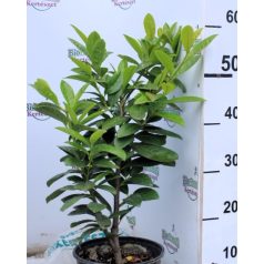 Novita babérmeggy Prunus laurocerasus 'Novita'