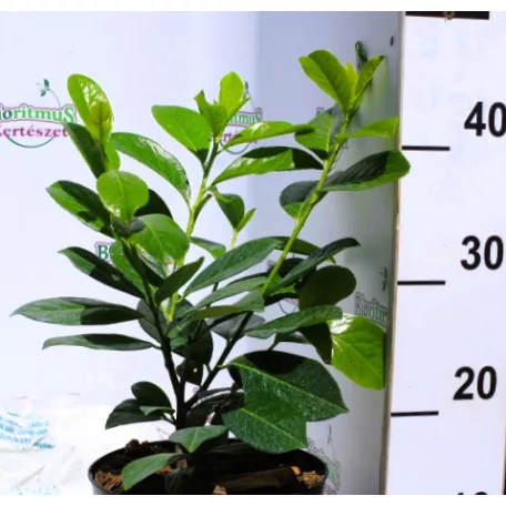 Novita babérmeggy Prunus laurocerasus 'Novita'