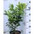 Novita babérmeggy Prunus laurocerasus 'Novita'