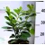 Novita babérmeggy Prunus laurocerasus 'Novita'