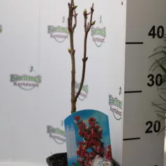   Dupla virágú orgona Syringa vulg. 'Katherine Havemeyer'