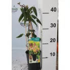 Örökzöld Henryi lonc Lonicera Henryi