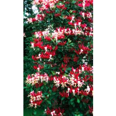   Futólonc, Búbos lonc / Erdei lonc Lonicera per. 'Serotina'