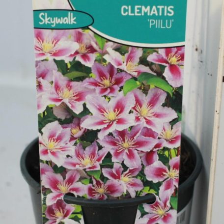 Kerti iszalag Clematis 'Piilu'