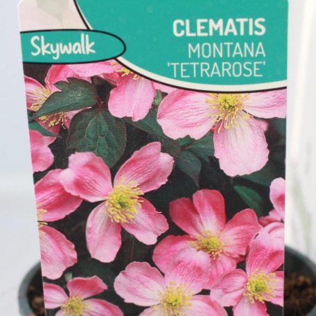 Hegyi iszalag Clematis mont. 'Tetrarose'