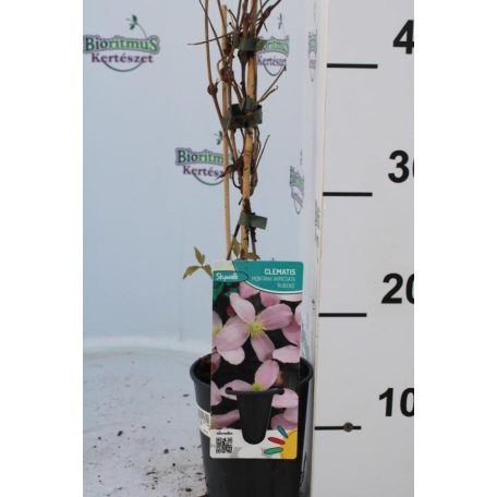 Hegyi iszalag Clematis montana rubens