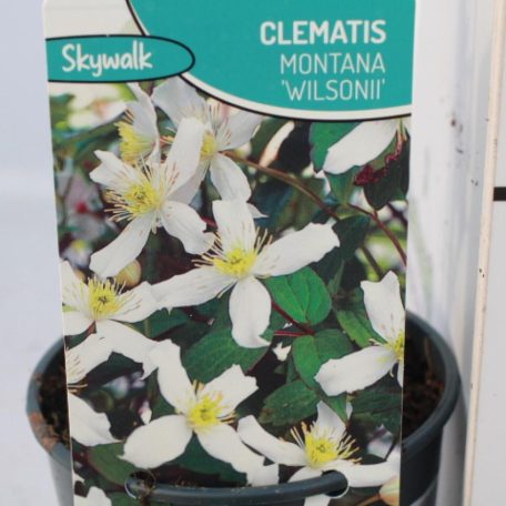 Hegyi iszalag Clematis montana wilsonii