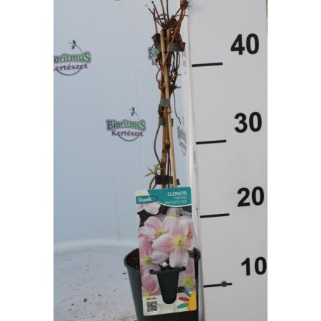 Hegyi iszalag Clematis mont. 'Pink Perfection'