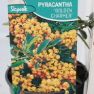 Sárga bogyójú tűztövis Pyracantha 'Golden Charmer'