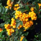 Tűztövis, Sárga bogyójú tűztövis Pyracantha 'Golden Charmer'