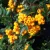 Tűztövis, Sárga bogyójú tűztövis Pyracantha 'Golden Charmer'