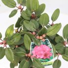 Örökzöld havasszépe Rhododendron (W) 'Tromba'