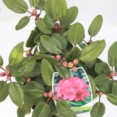 Örökzöld havasszépe Rhododendron (W) 'Tromba'