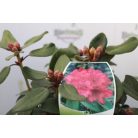 Örökzöld havasszépe Rhododendron (W) 'Tromba'