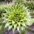 Chilei araukária Araucaria araucana