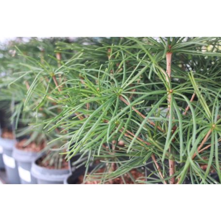 Japán ernyőfenyő Sciadopitys verticillata