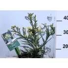 Tengerparti mamutfenyő Sequoia sempervirens Adpressa